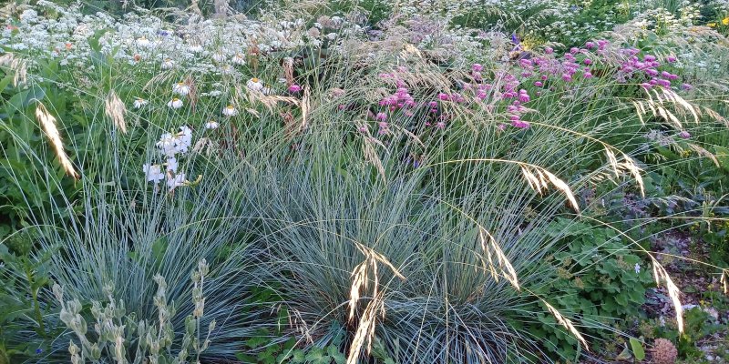 Helictotrichon sempervirens 'Saphirsprudel' Ikikaura